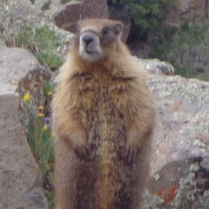 Meet your Posher, Deb